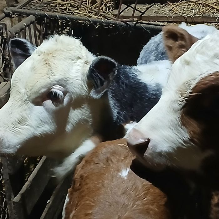 Vitei de lapte și intarcati