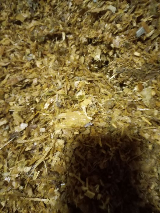 Selos sotiladi 700 so'm