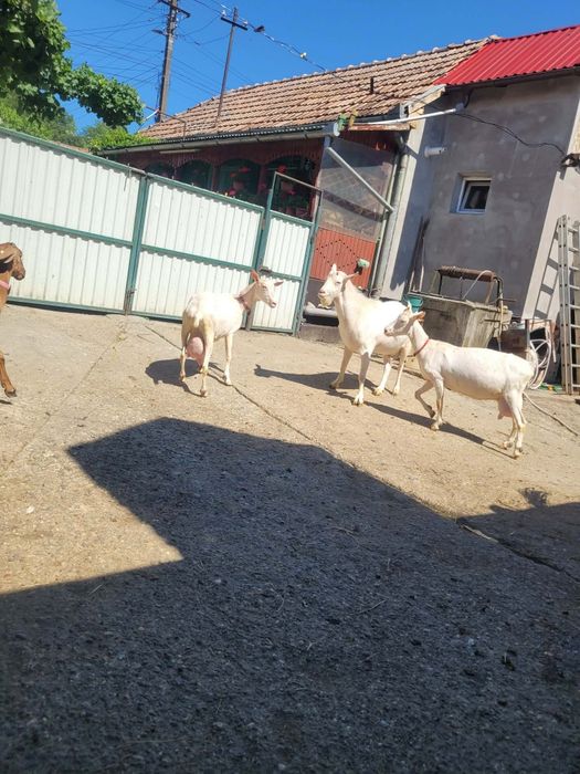 De vanzare Eladó
