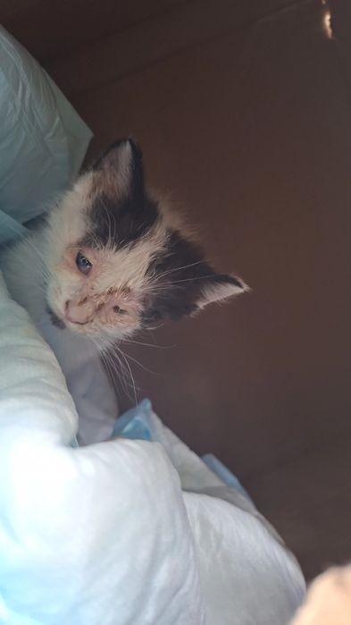 Коте, намерено на улицата