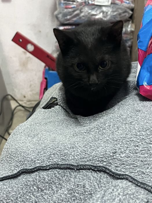 Котенок ищет дом