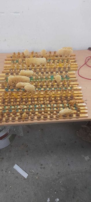 Биологични пчелни майки  от регистриран  производител сезон 2026 г.