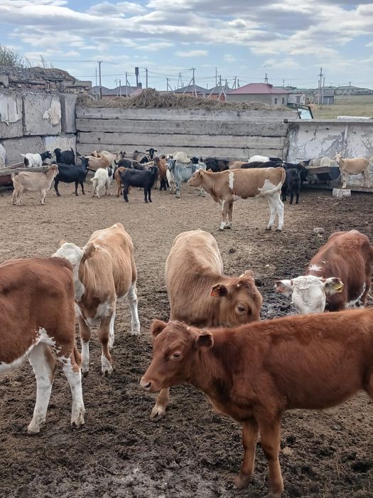 бұзау сатылады…..