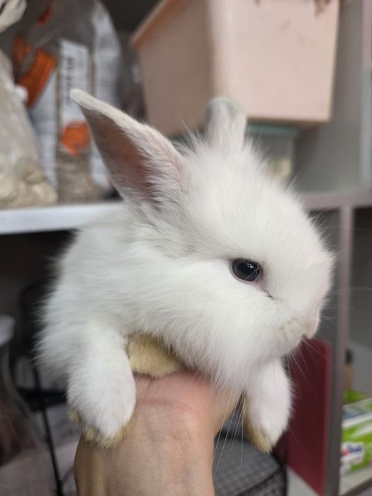 Продам декоротивного кролика