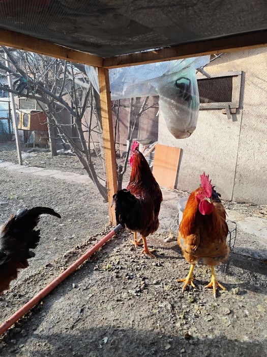 Продаём Кученских петухов.