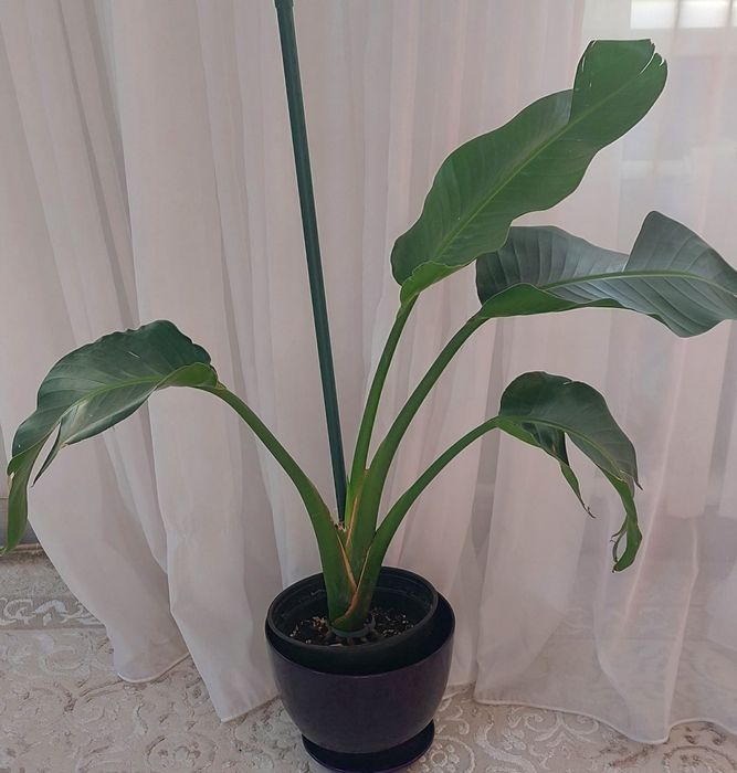 Домашние комнатные цветы