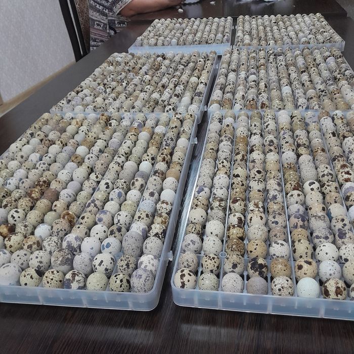 Инкубационный яйцо перепелки