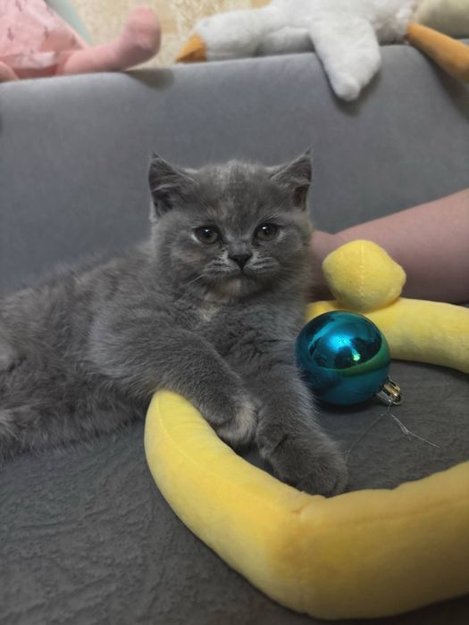 Британские котята