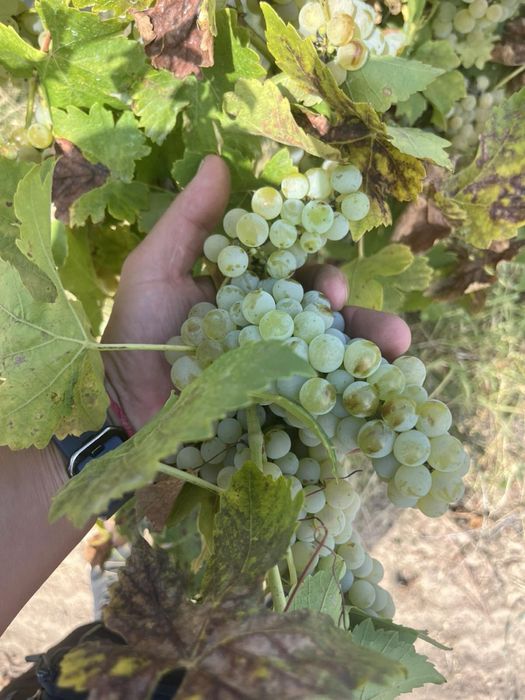Продавам грозде за вино и ракия