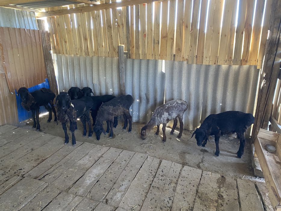 Тоқтылар сатылады