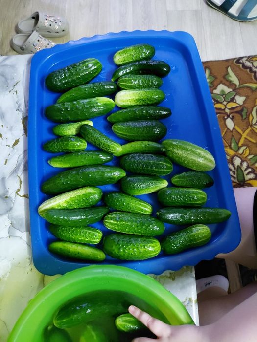 Продам огурцы домашние