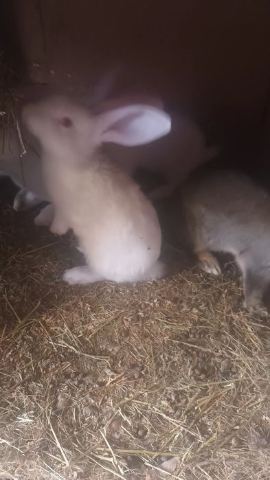 Iepuri din rase mixte