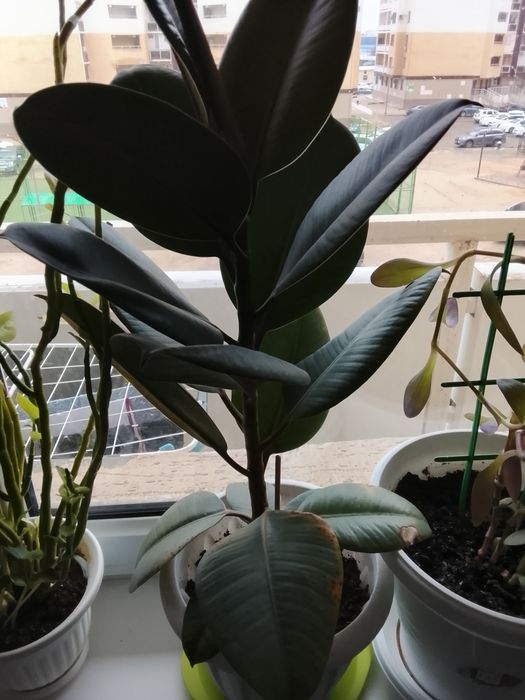 Фикус каучуконосный