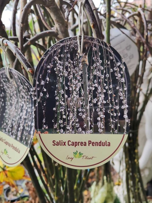 Salcie japoneza și plângătoare cu rădăcină ambalata