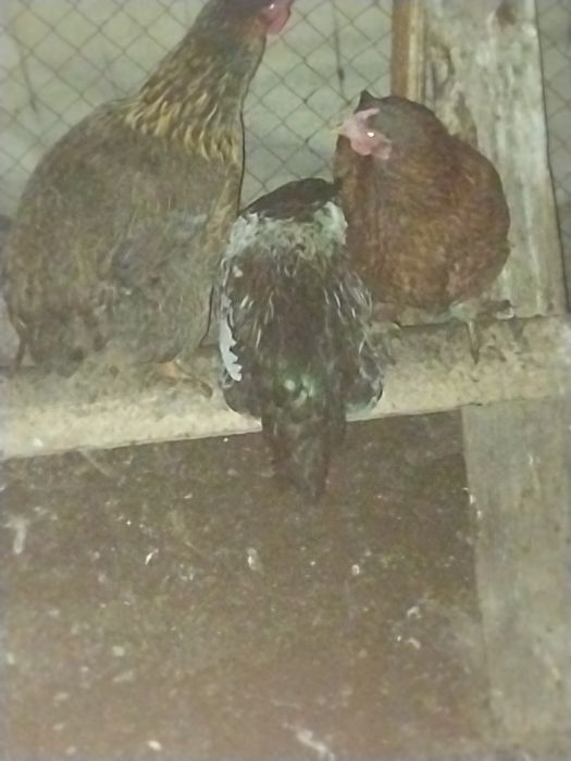 Продам курей хороших