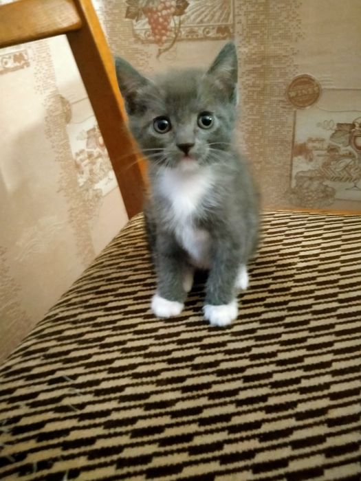 Котята вислоухой шотландки