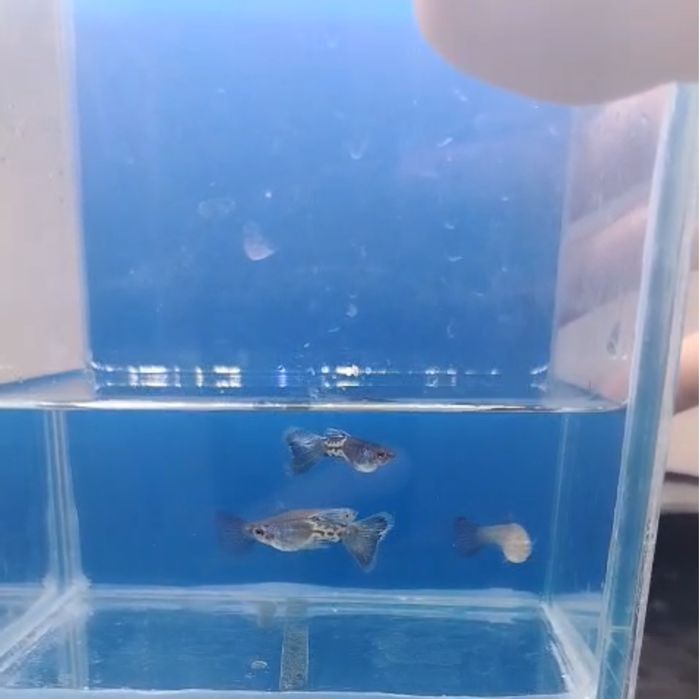 Гуппи blue metal snakeskin