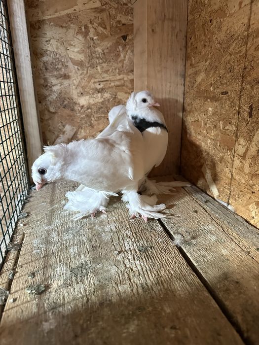 Două perechi scosi din pagi . Porumbeii au inceput sa manance singurei .