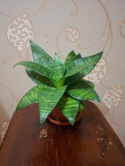 Сансивиерия (Sansevieria)