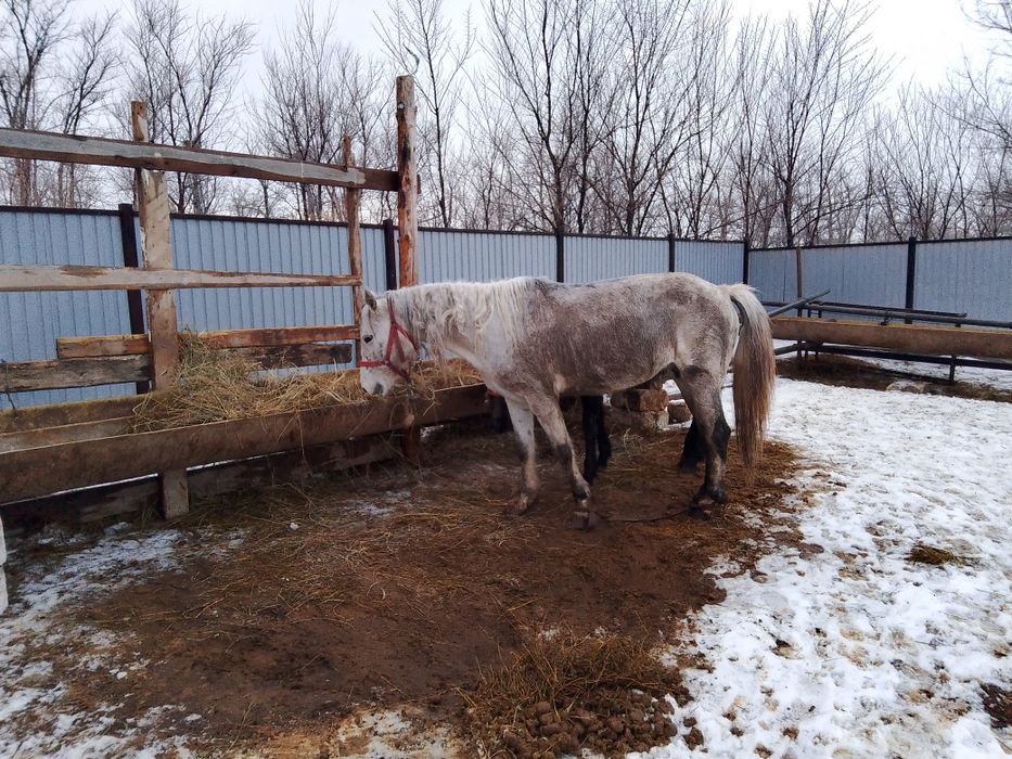 Бие бие бие бие бие