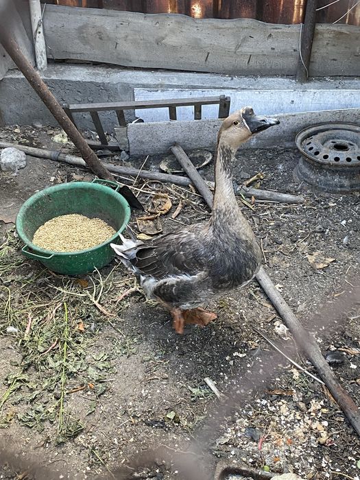 Продаётся гусак