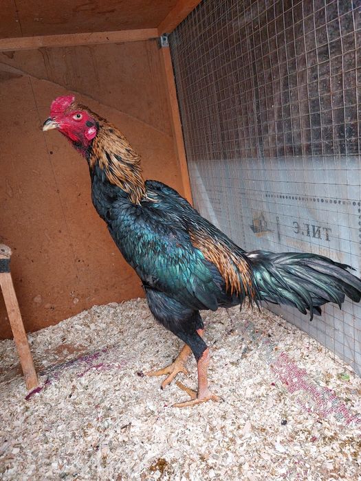 Dakan xo'roz privaznoy