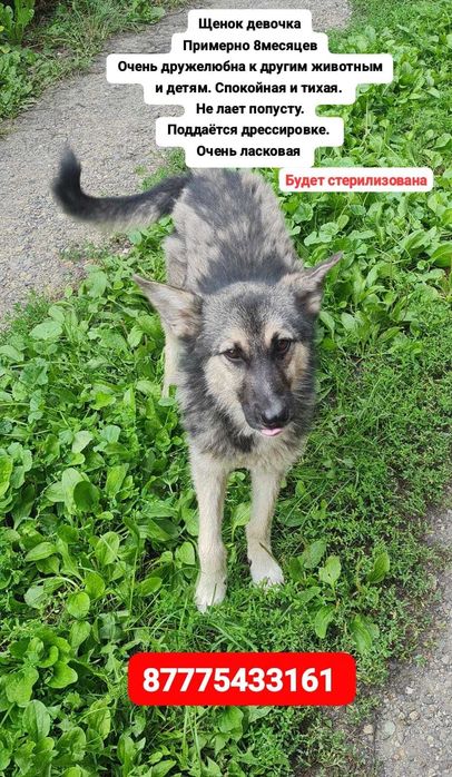 Верная собака даром!Стерилизована.