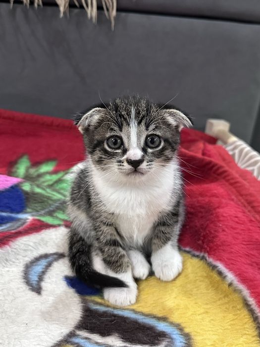Котята 1,5 мес в добрые руки