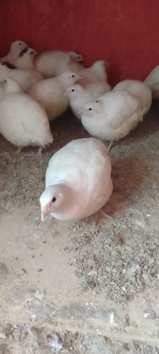 Продам молодок техас