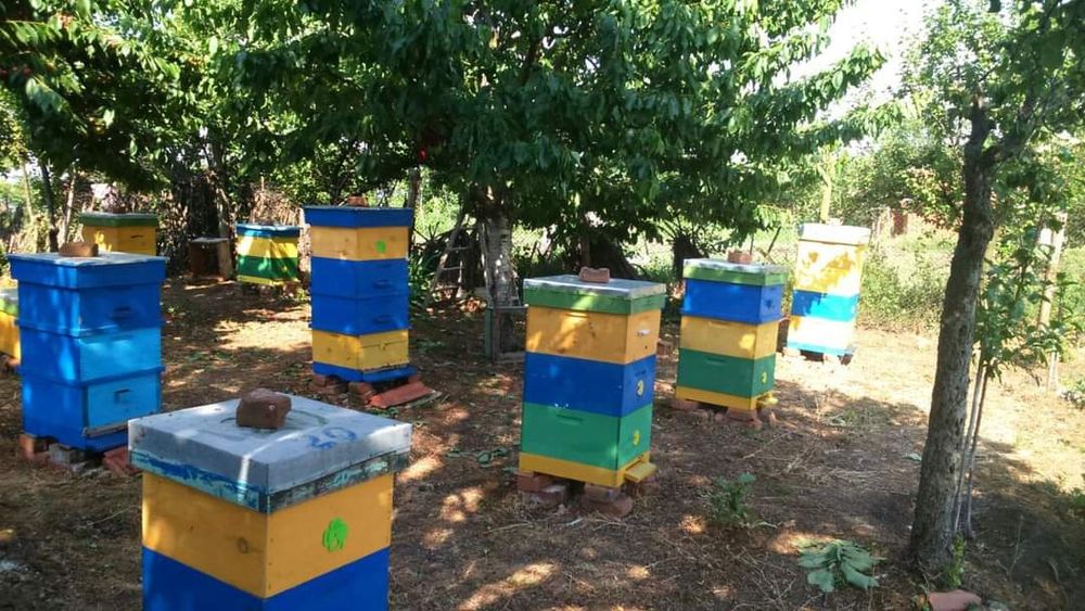 Продавам пчелен мед.