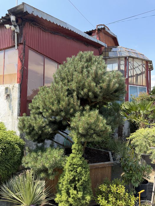 Pin bonsai calitate extra