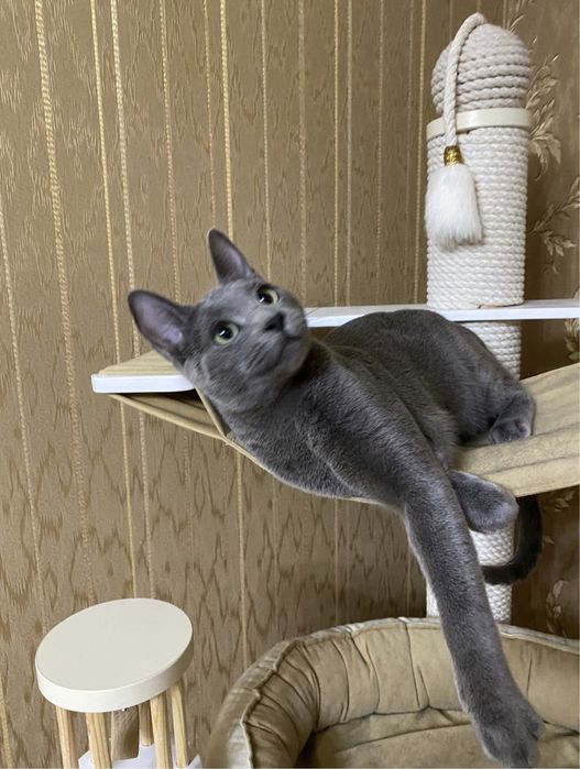 Котик Русской голубой