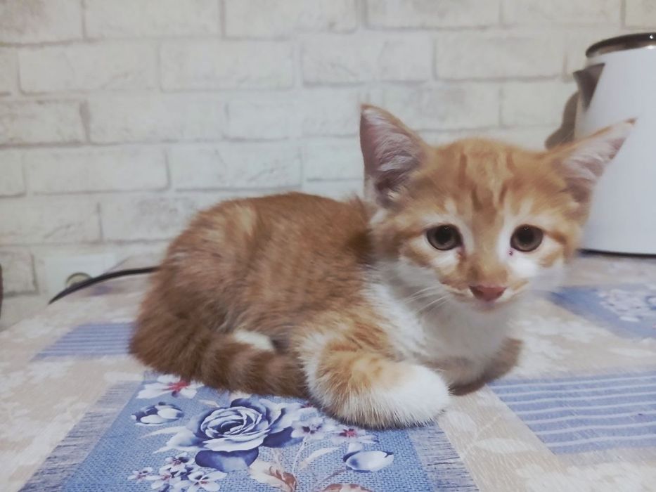 Пристраивается котёнок мальчик