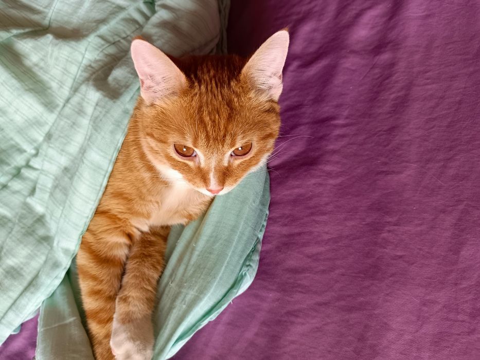 Котик 6-7 месяцев, мальчик