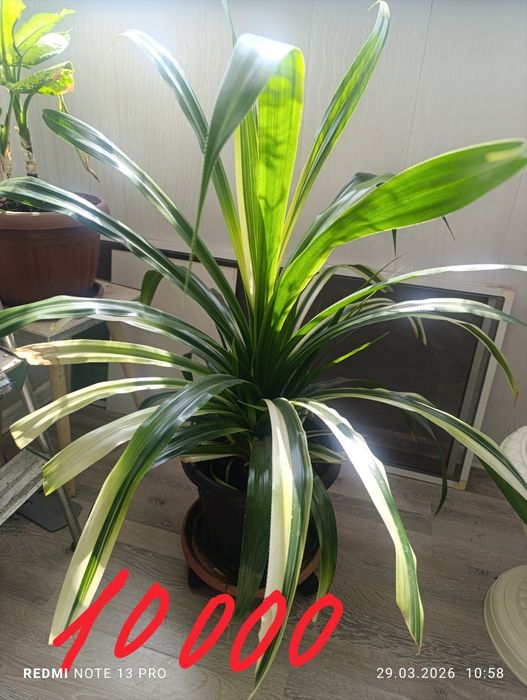 Комнатные  цветы