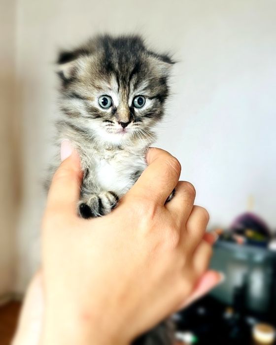 Котят в добрые руки