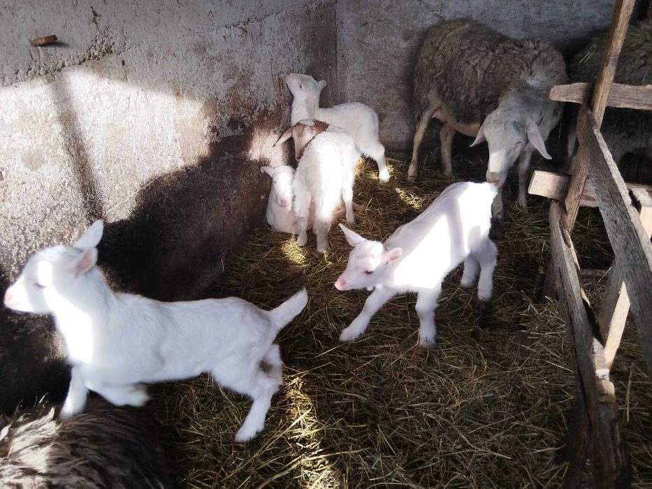 Vând  sau schimb berbecuti Assaf și Lacauna