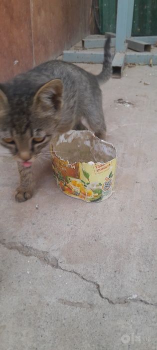 Мушукча ургатилган, котоник