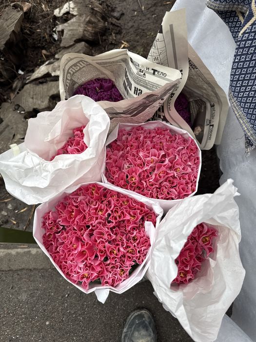 Тюльпаны классика и пионовидные