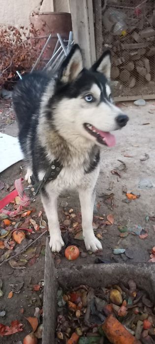 Хаски умный сабака