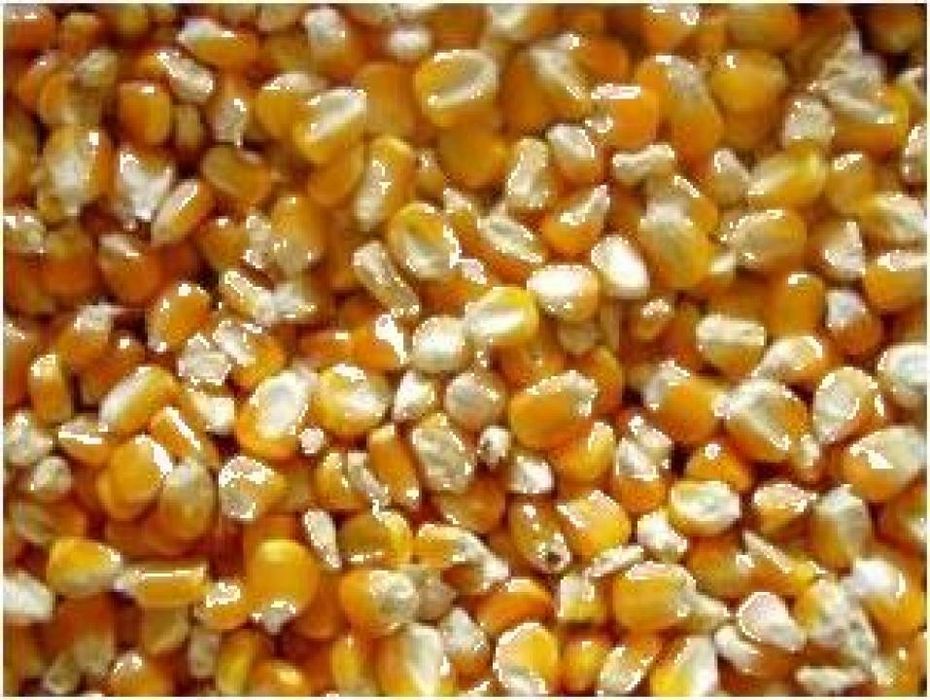 Porumb de vanzare