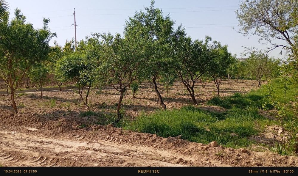 Кумкургон тумани Корсокли МФДан