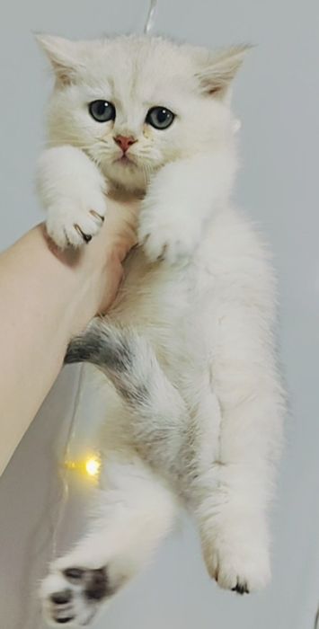 Котята Снежные Шиншиллы Алматы