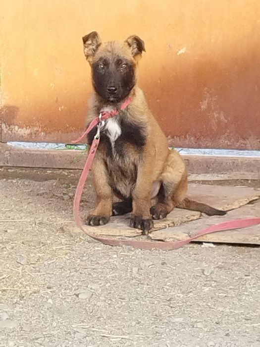 Бельгийский овчарка малинуа