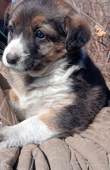 Отдаем щенков в хорошие руки