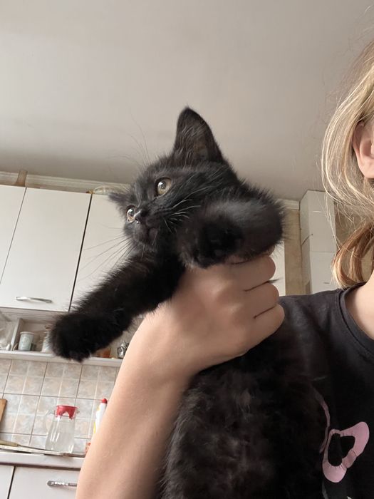 Ласковый котенок даром