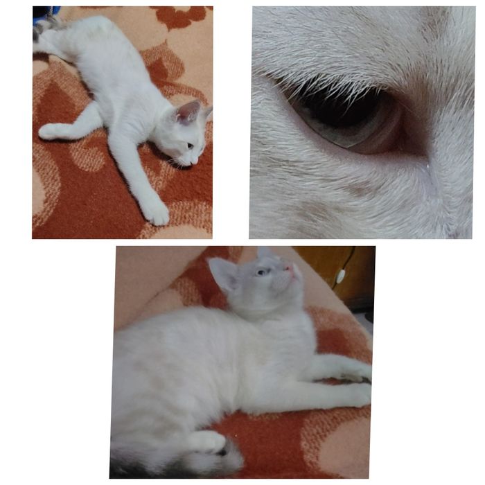Кот страйт 5мес в добрые руки