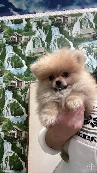 Щенки шпица