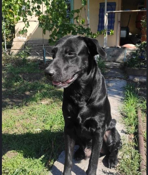 Продам лабрадорчиков