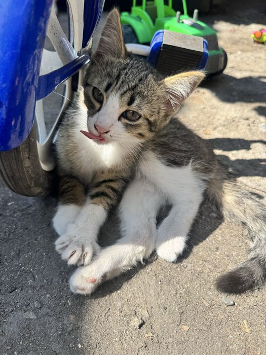Отдам котенка в добрые руки